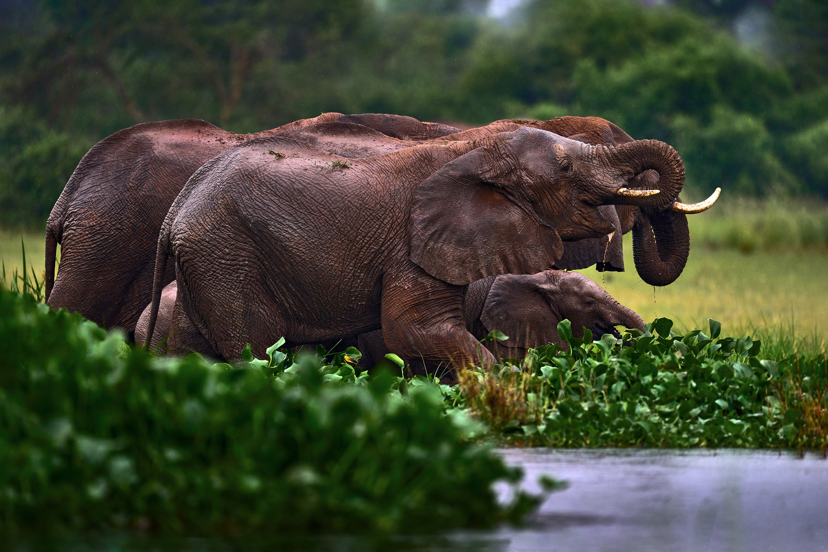 Elephants, Zambia